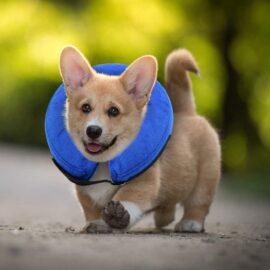 E-KOMG Dog Cone After Surgery, Protective Inflatable Collar, Blow Up Dog Collar, Pet Recovery Collar for Dogs and Cats Soft