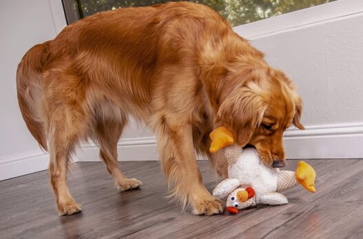 goDog Checkers Fat Rooster with Chew Guard Technology Tough Plush Dog Toy, White, Large (770882)